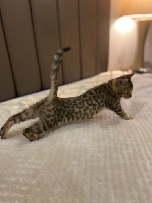 Gatinho Bengal Spotted Tabby Brown