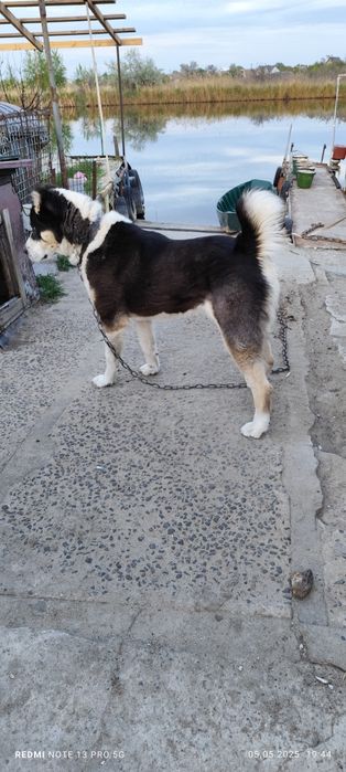 Кобель алабай на случку (вязку)