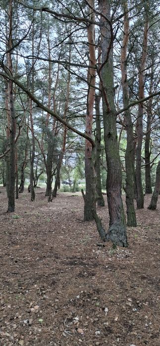 Продам земельну ділянку  біля соснового лісу та озера 3 занасип