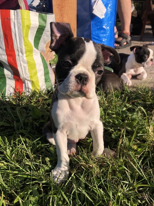 Suczka Boston Terrier