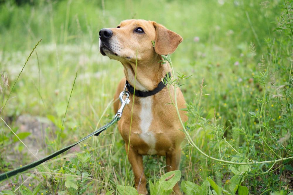 6 letni Frobi szuka domu!