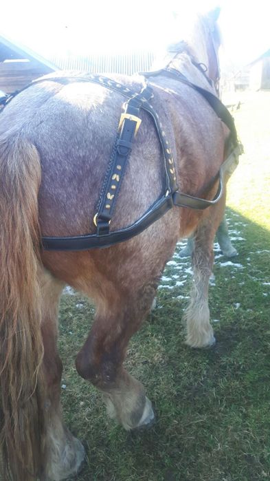 Продам Упряж для Коня