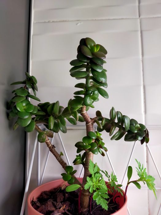 Suculenta - Portulacaria afra variegata