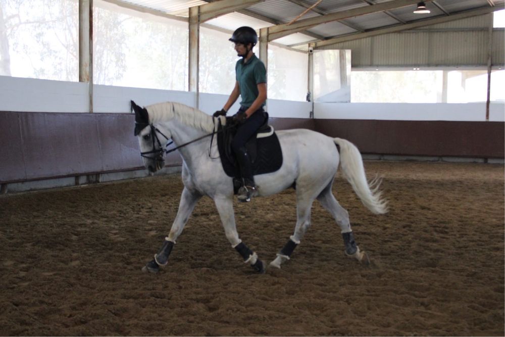 Vendo cavalo russo