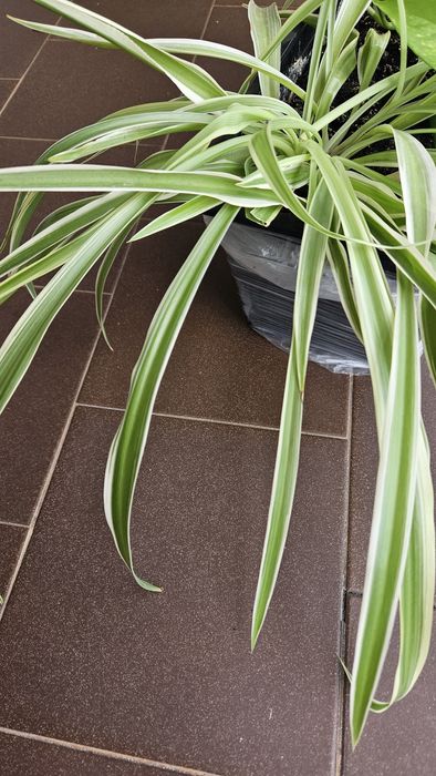 Piękna Zielistka Sternberga trawa odmiana biało zielona 3 odnóżki