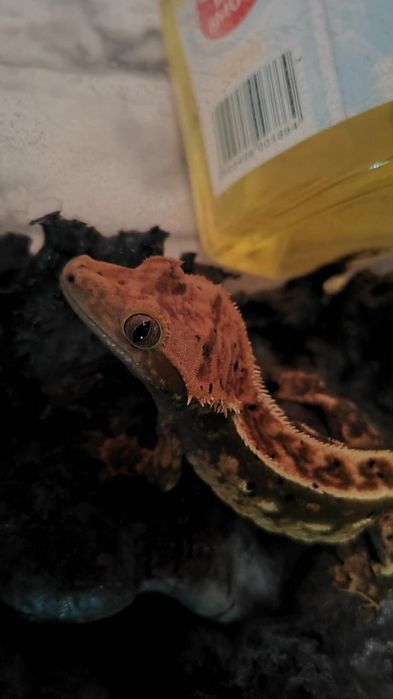 Sprzedam gekona orzęsionego z całym wyposażeniem