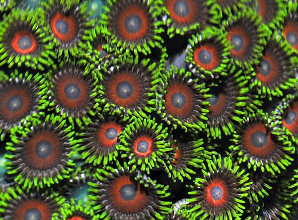 Zoanthus spp. (Pomarańczowe tipy) kolonia ok. 24-26 główek