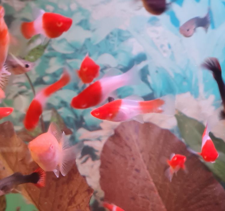 Меченосец Санта Клаус