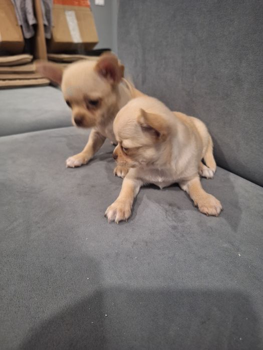 10tyg piesek chihuahua kremowy