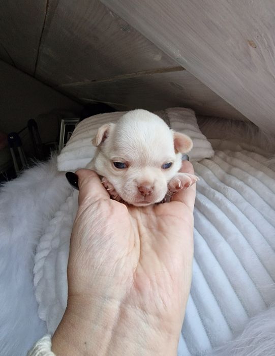 Beżowy piesek Chihuahua