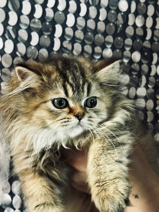 Kotka zloto czekoladowe dlugowlosa odbior na juz