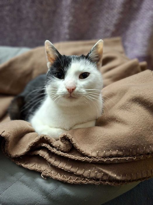 Miecia koteczka anioł