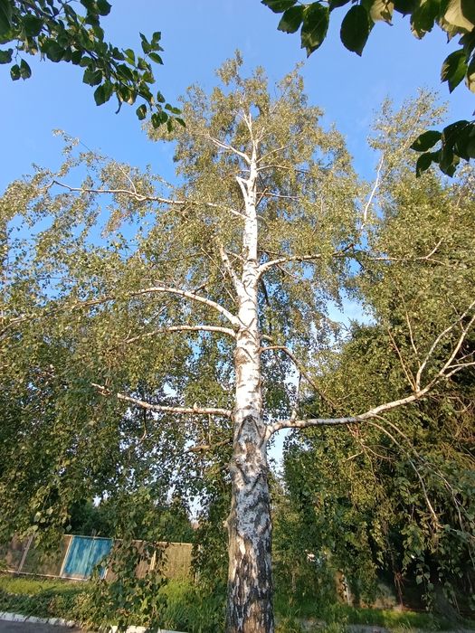 Обрізка дерев (Арбаристика)