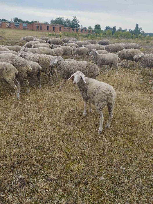 Мериноландшаф ЖИТОМИР Вівці Баран Вівцематки Овцы