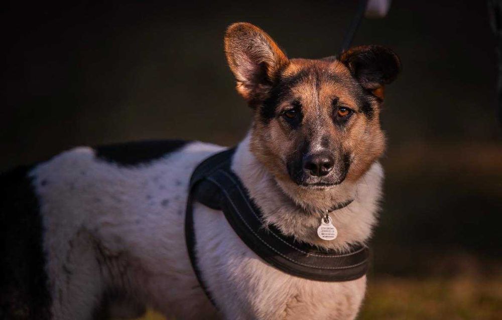 Kajtek porzucony szuka domu grzecznościowo -aktualne