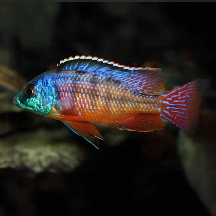 GB MALAWI Pyszczak Red Empress - dowóz ryb!