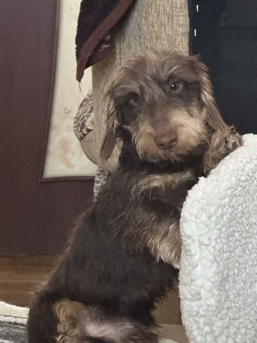 Жорсткошерстна такса мініатюрна цуценята