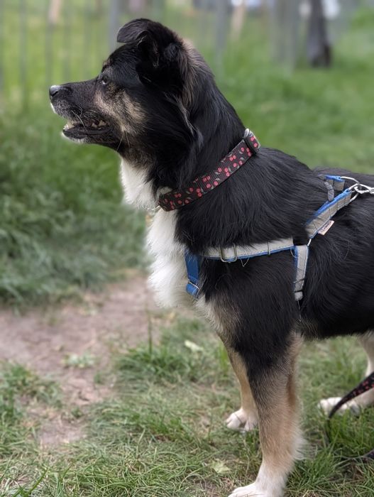 Do adopcji 5 lat samiec grzeczny