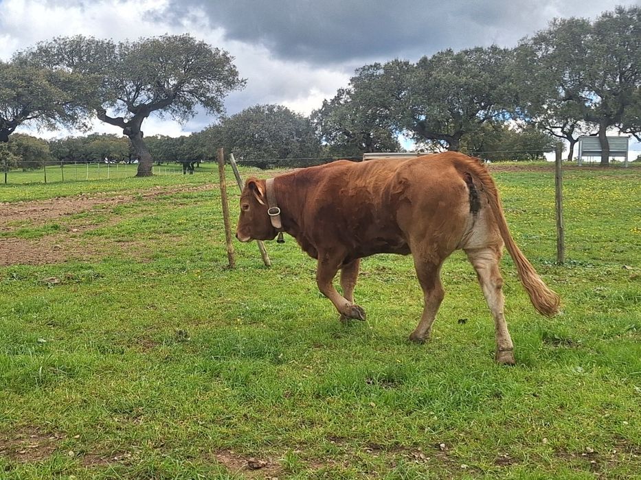 Novilha limousine Pura