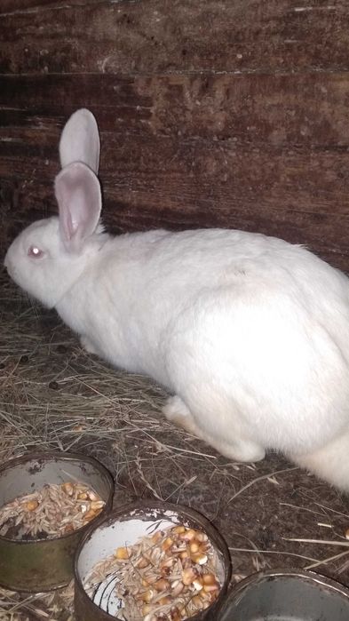 Продам кроликів породи Білий панон