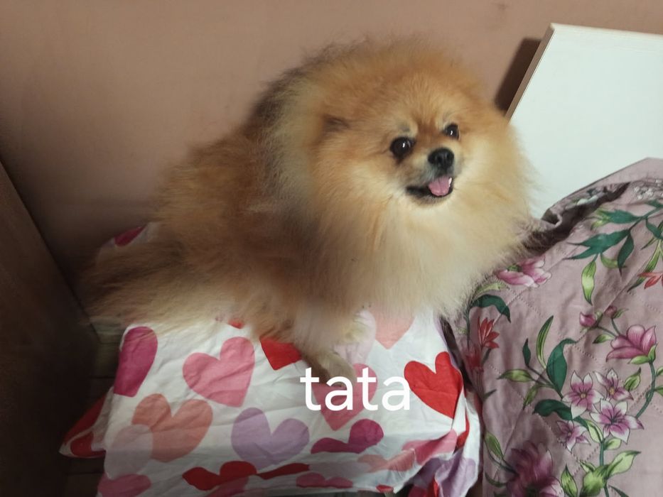 Piękny chłopak pomerianian