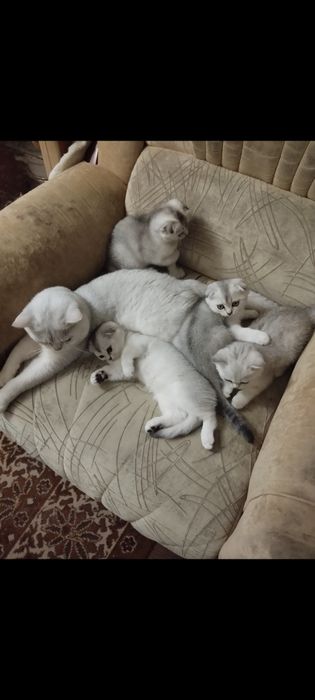 Вязка прямоухого шотландца