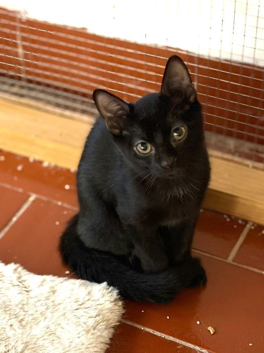 Gato bebé para adoção responsável