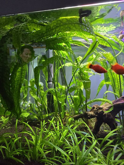 Kryptokoryna Karbowana