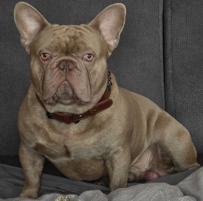 Psy rasowe Buldog francuski