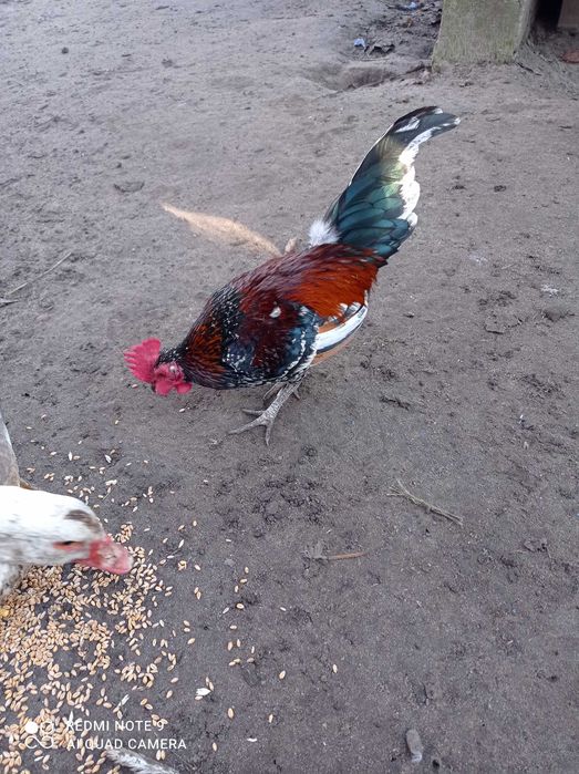 Продам декоративні півник бентамка