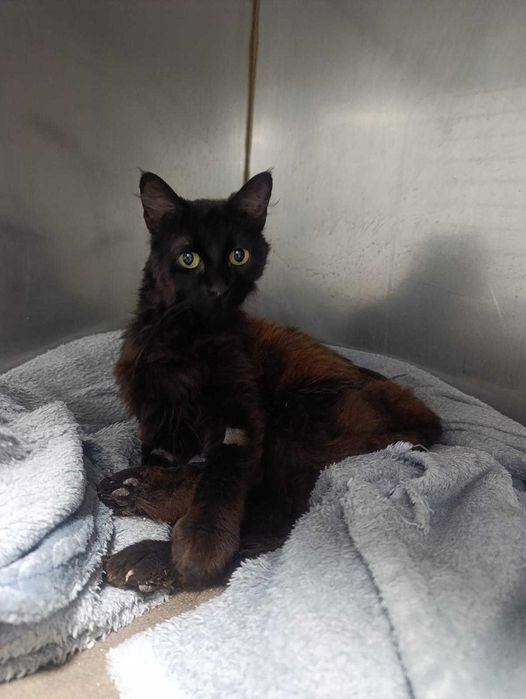 Gata Sênior para adoção responsável