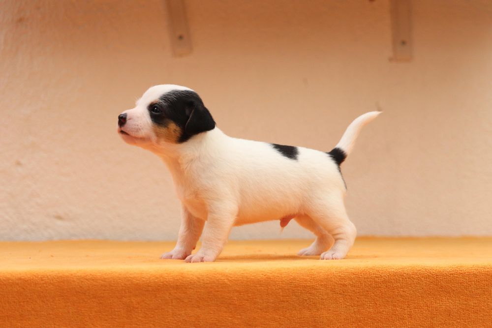 Macho Jack Russell Terrier