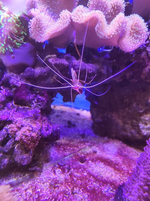 Akwarium morskie sprzedam