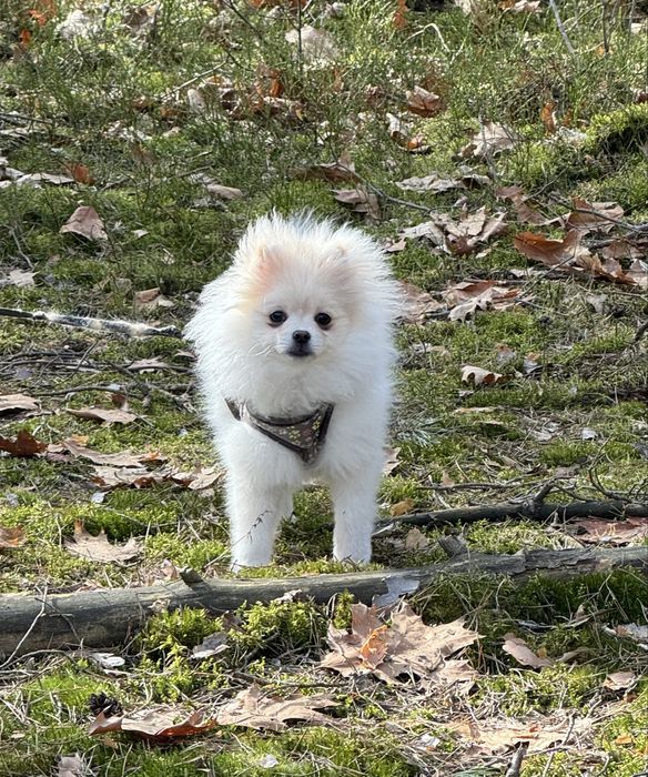 Pomeranian, kremowa sunia
