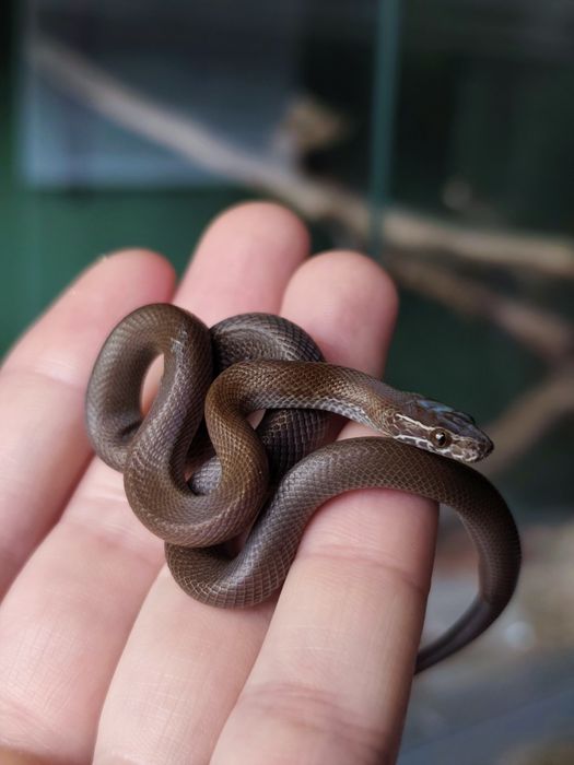 Wąż mahoniowy hybryda het black het albino t- jak wąż zbożowy
