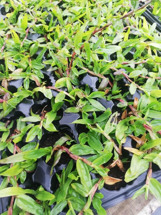 Relva Brasileira em Tabuleiros