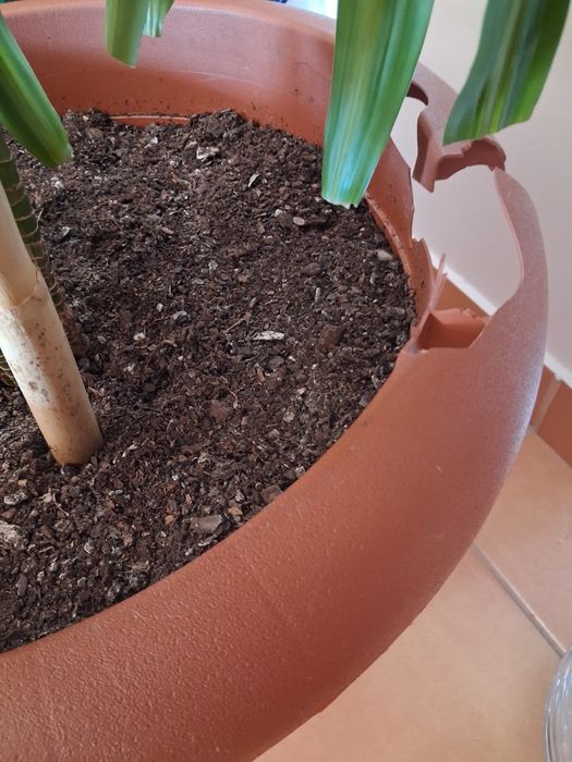 Planta linda ,bem tratada