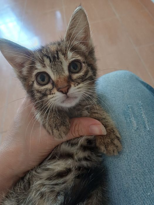 Gatinhos|  1 coracao pequenino procura uma familia