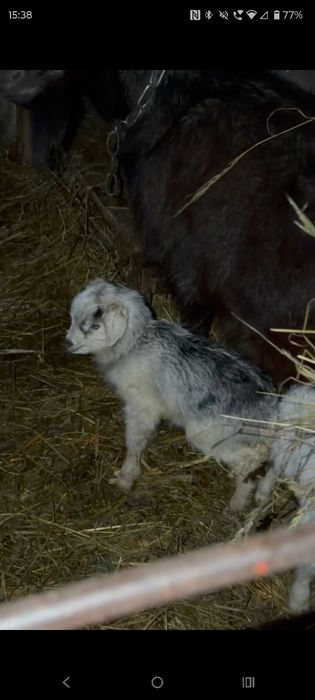 отдадим бесплатно !