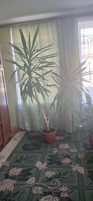 Продам гарний вазон ЮКА