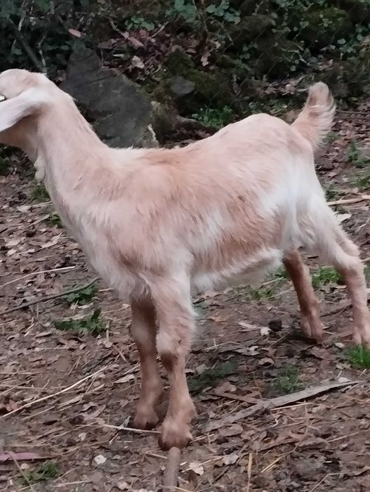 Vendo cabrito de boa qualidade