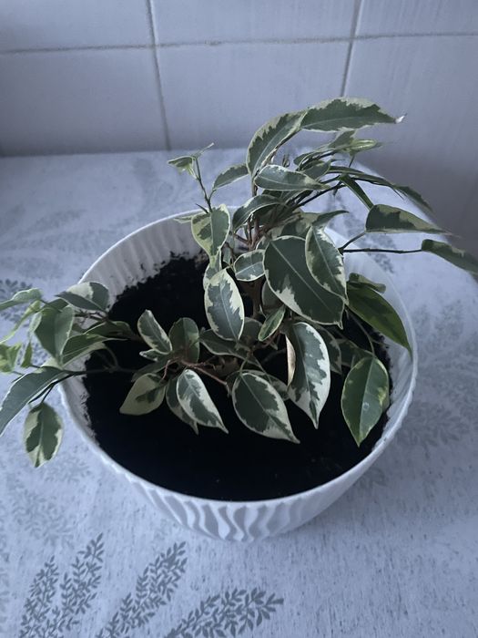 Вазон в глечику гарний