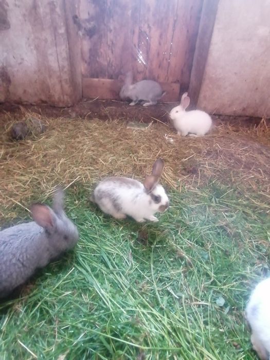 Sprzedam króliki 5szt
