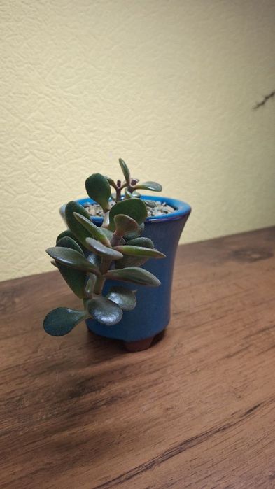 Красула мінор бонсай