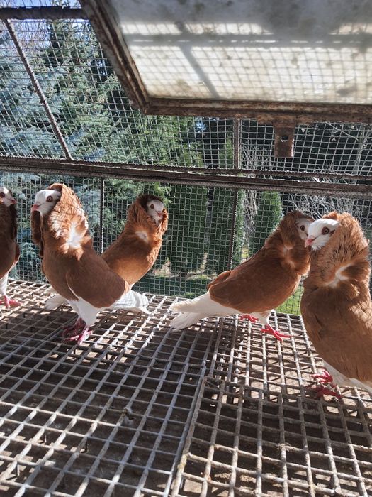 Sprzedam gołębie ozdobne kapucyny