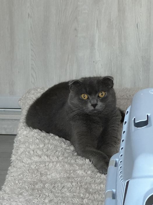 Продам в хороші руки кошеня