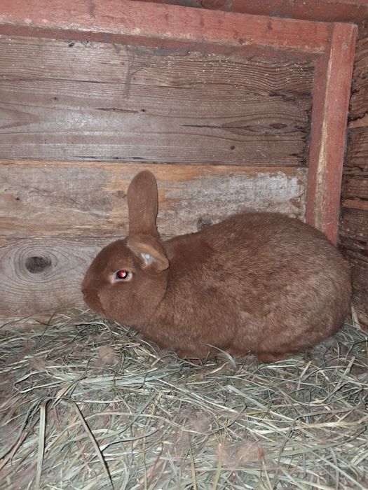 Kroliki nowozelandzki czerwony