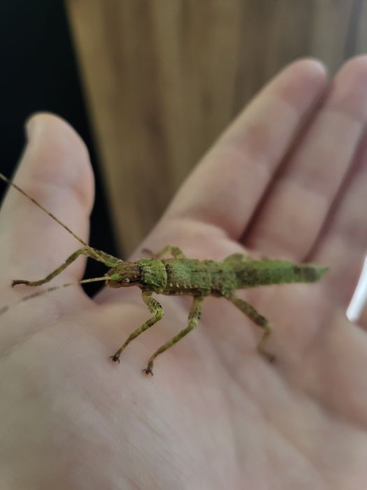 Młode straszyki nowogwinejskie