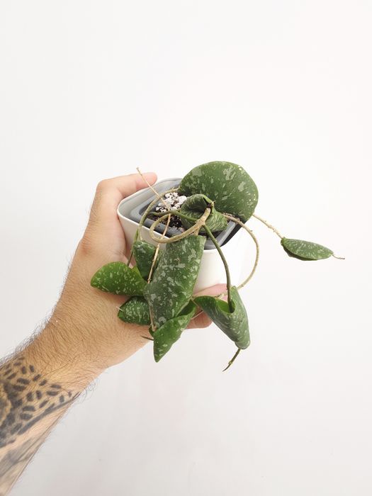 Hoya Imbricata 1