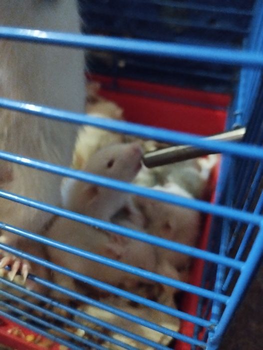 Криси домашні ручні